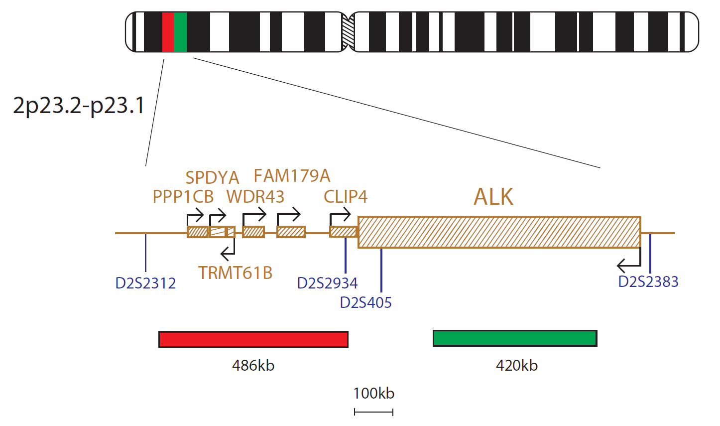 ALK Breakapart