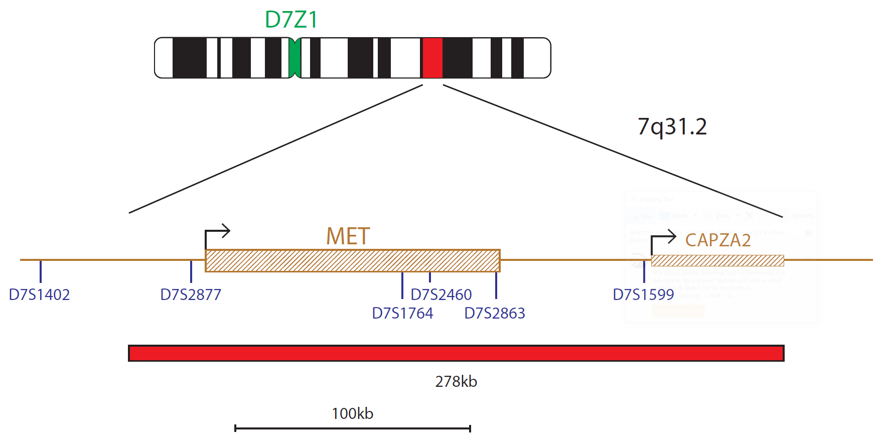 C-MET (MET) Amplification