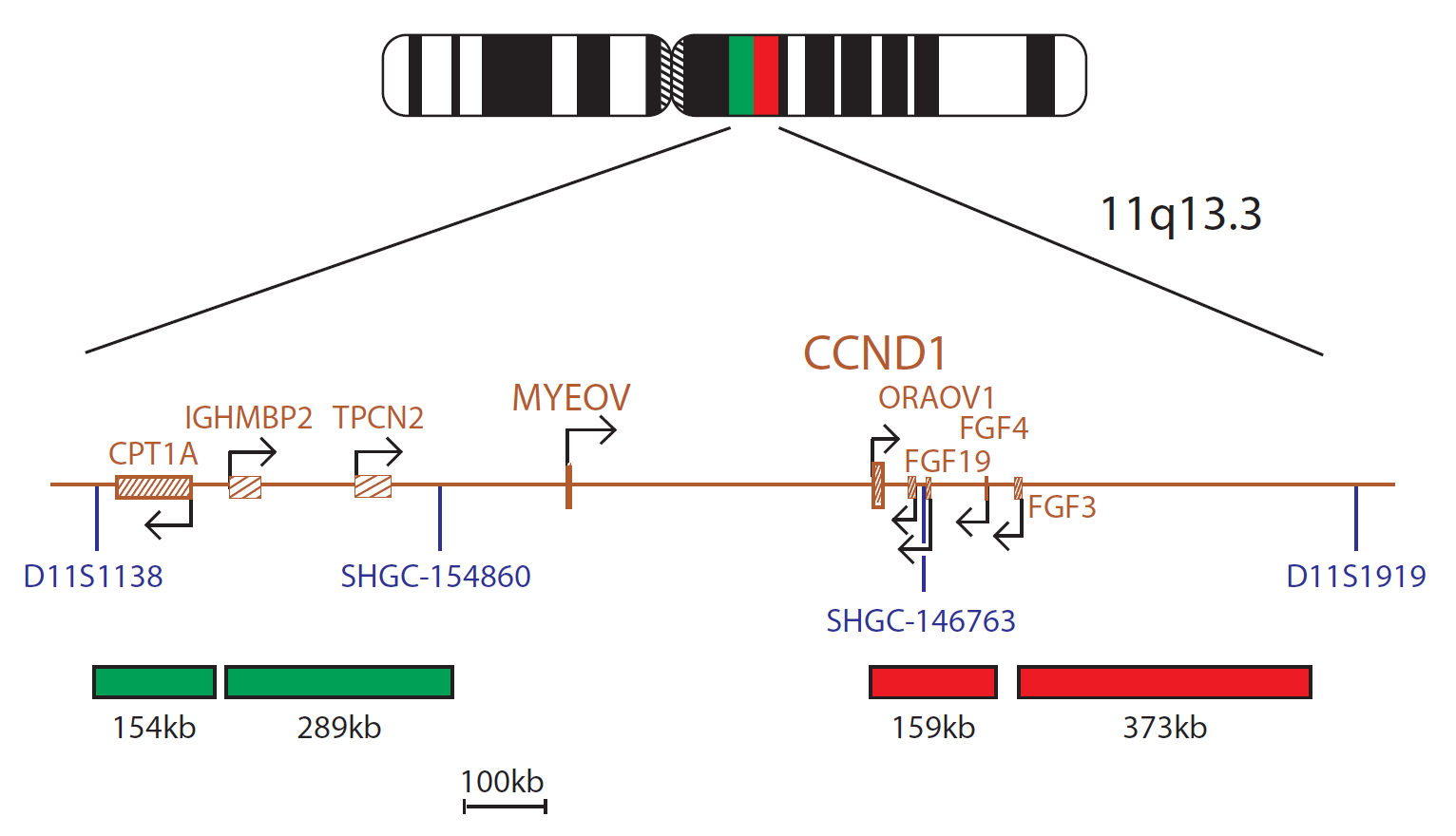 CCND1 Breakapart