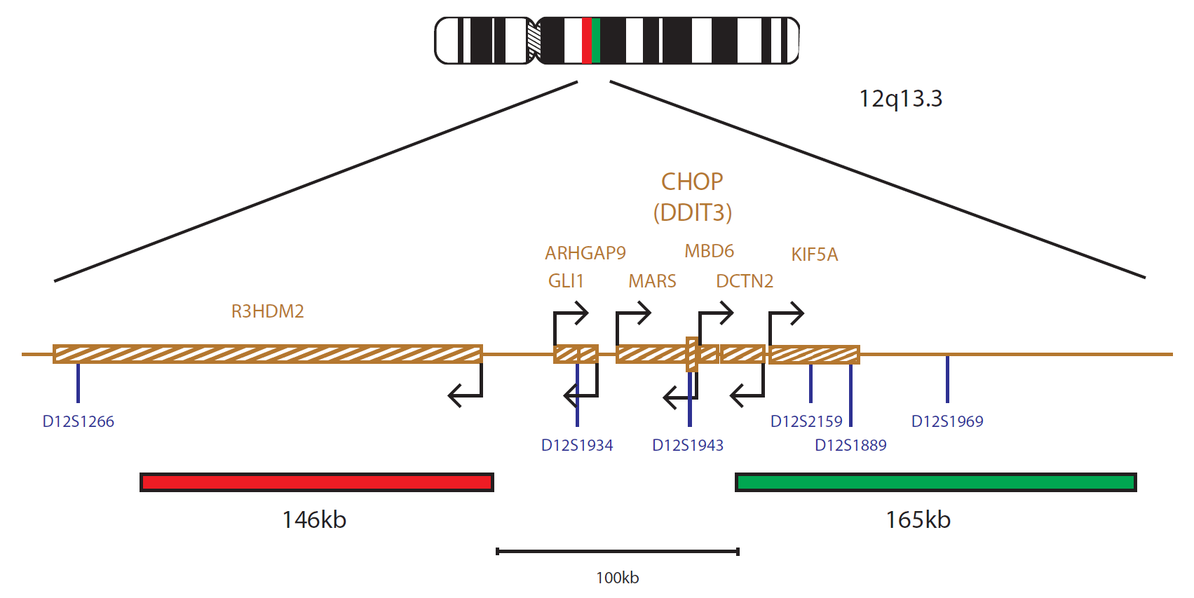 CHOP (DDIT3) Breakapart