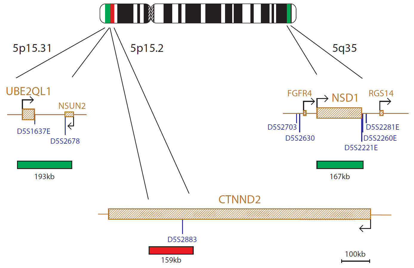 CRI-DU-CHAT / SOTOS