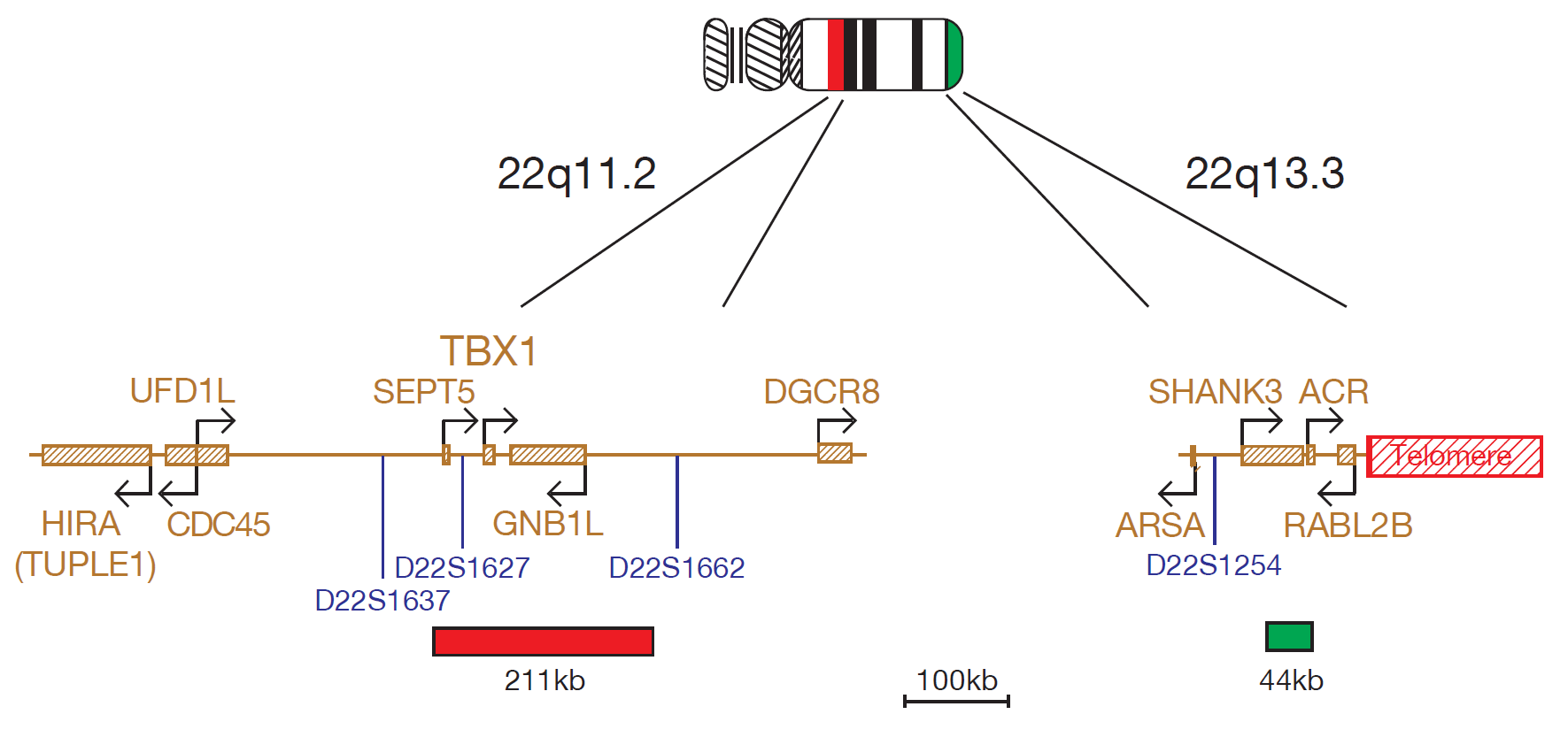 DIGEORGE TBX1