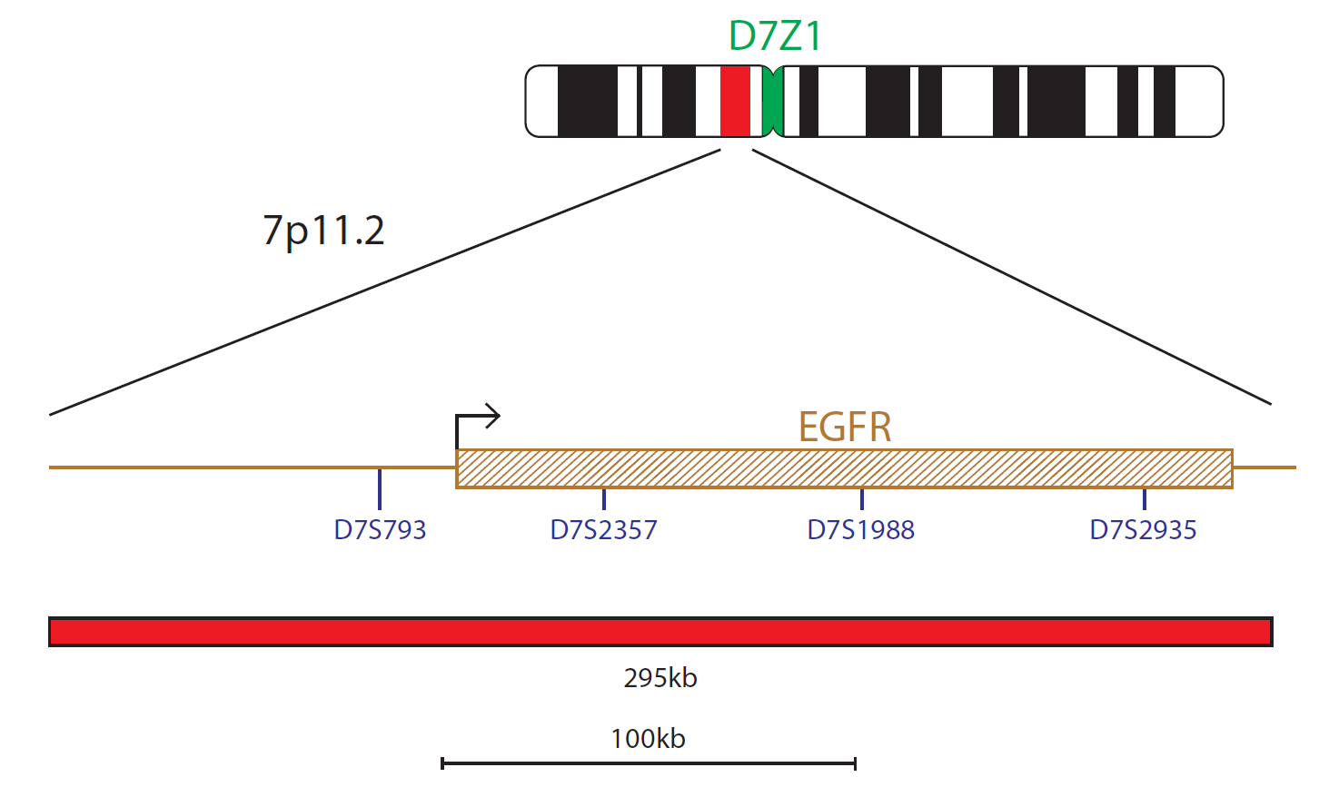 EGFR Amplification