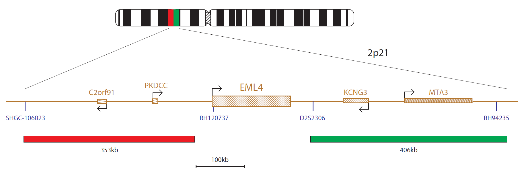 EML4 Breakapart