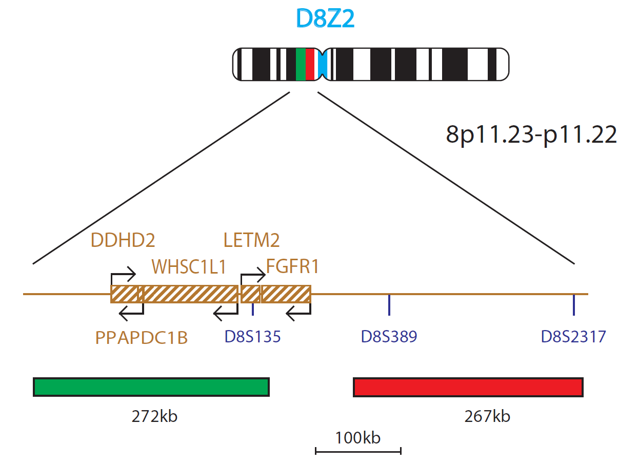 FGFR1 Amplification