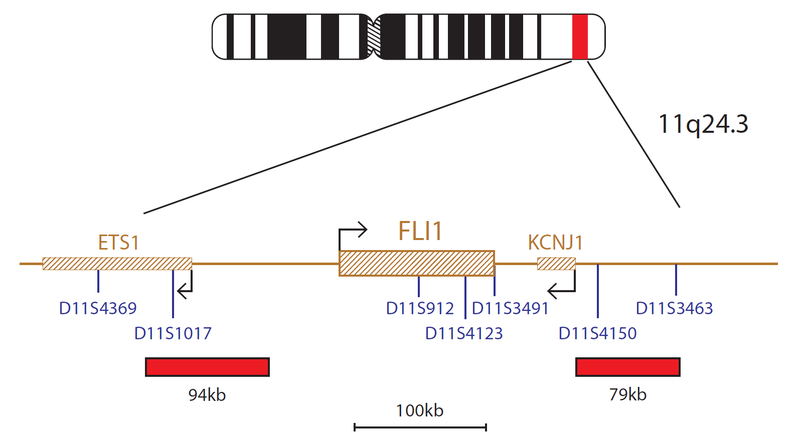 FLI1 / EWSR1 Translocation