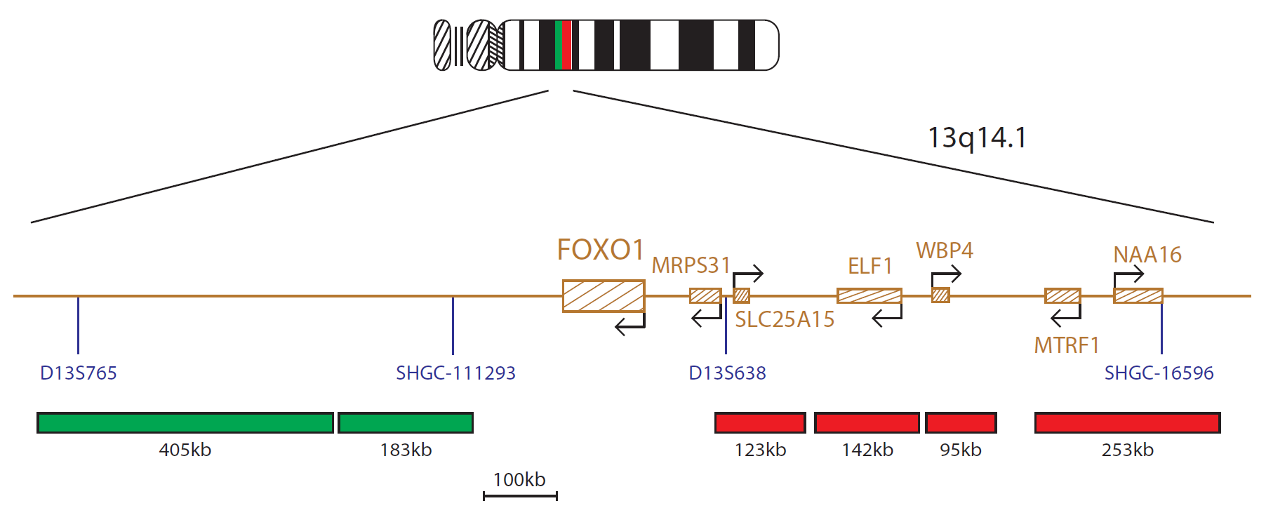 FOXO1 Breakapart