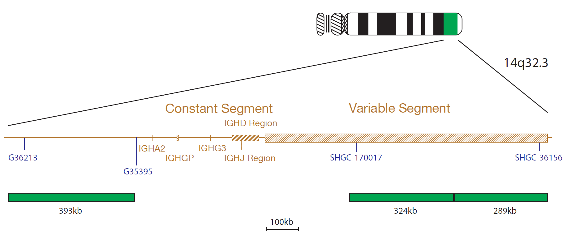IGH/CCND1 Translocation