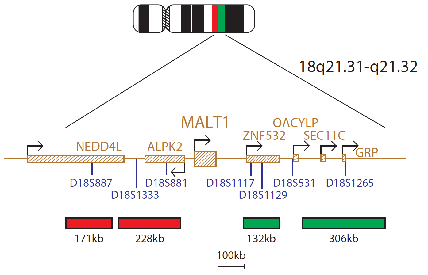 MALT1 Breakapart