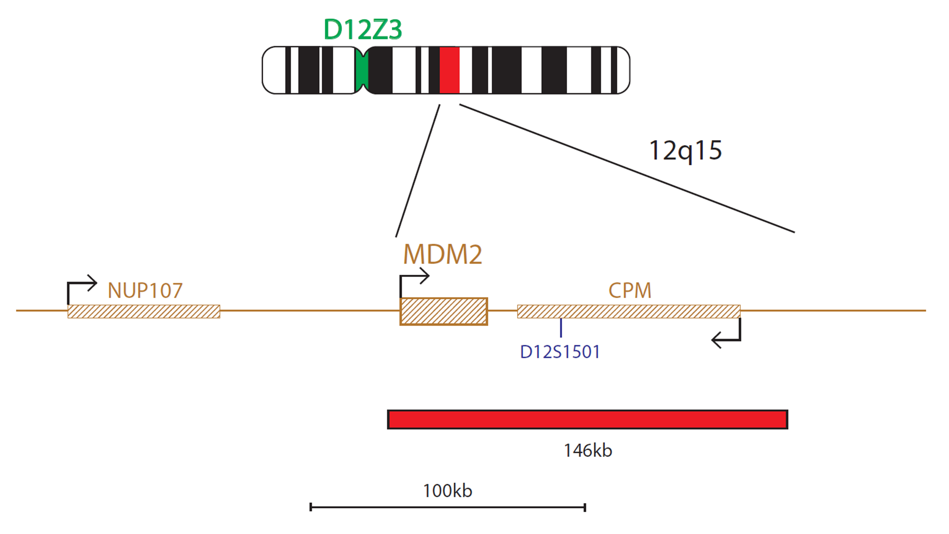 MDM2 Amplification