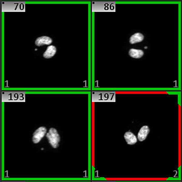 Scoring Micronuclei Automated Micronucleus Tests