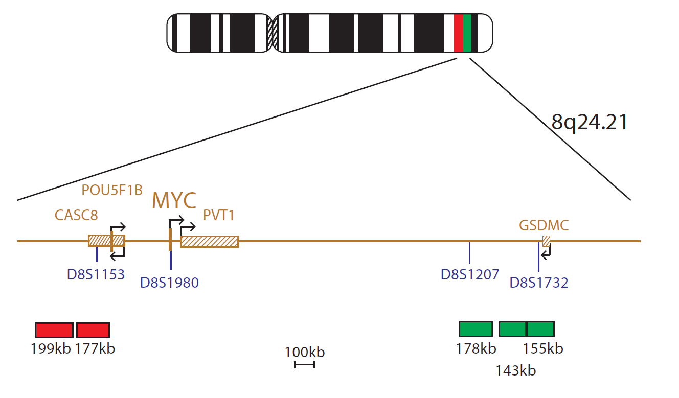 MYC Breakapart
