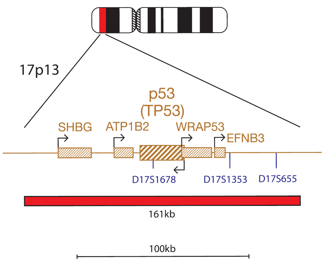 P53 (TP53)/ATM Probe Combination
