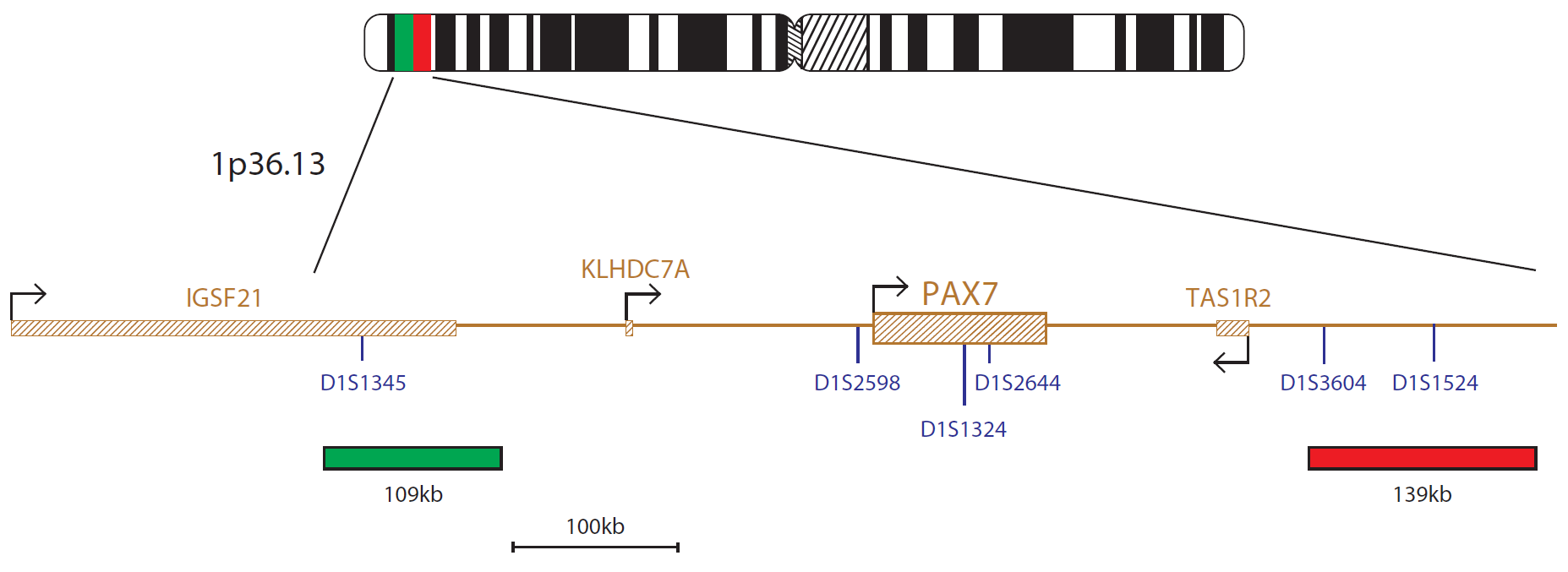 PAX7 Breakapart