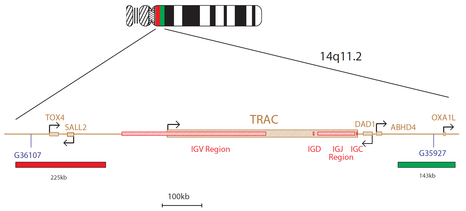 TCRAD Breakapart