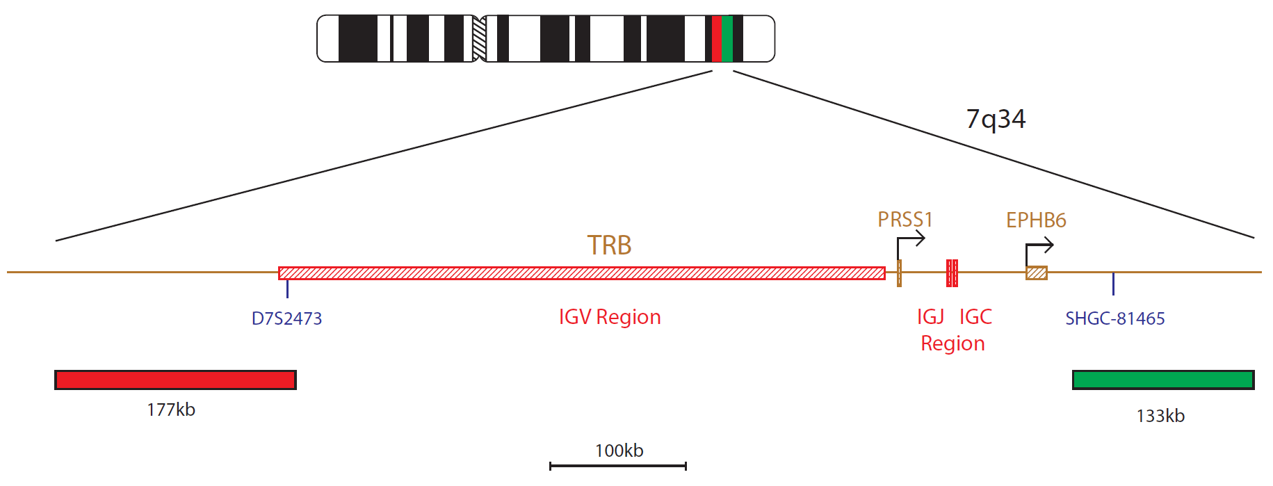 TCRB (TRB) Breakapart