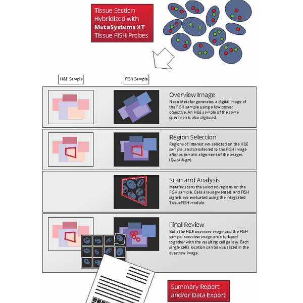 Tissue Imaging Sample Digitization, Analysis, and Sharing