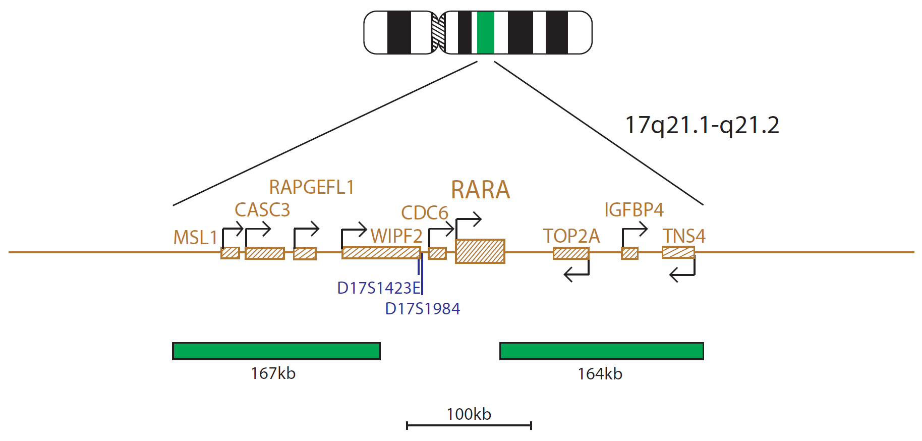 PML / RARA Translocation