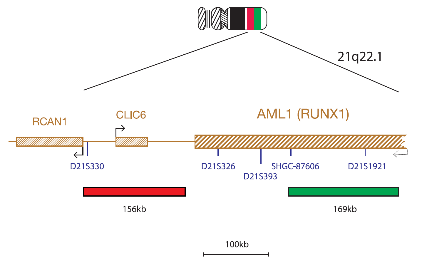 AML1 (RUNX1) Breakapart