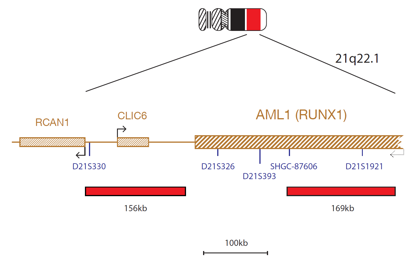 AML1/ETO Translocation