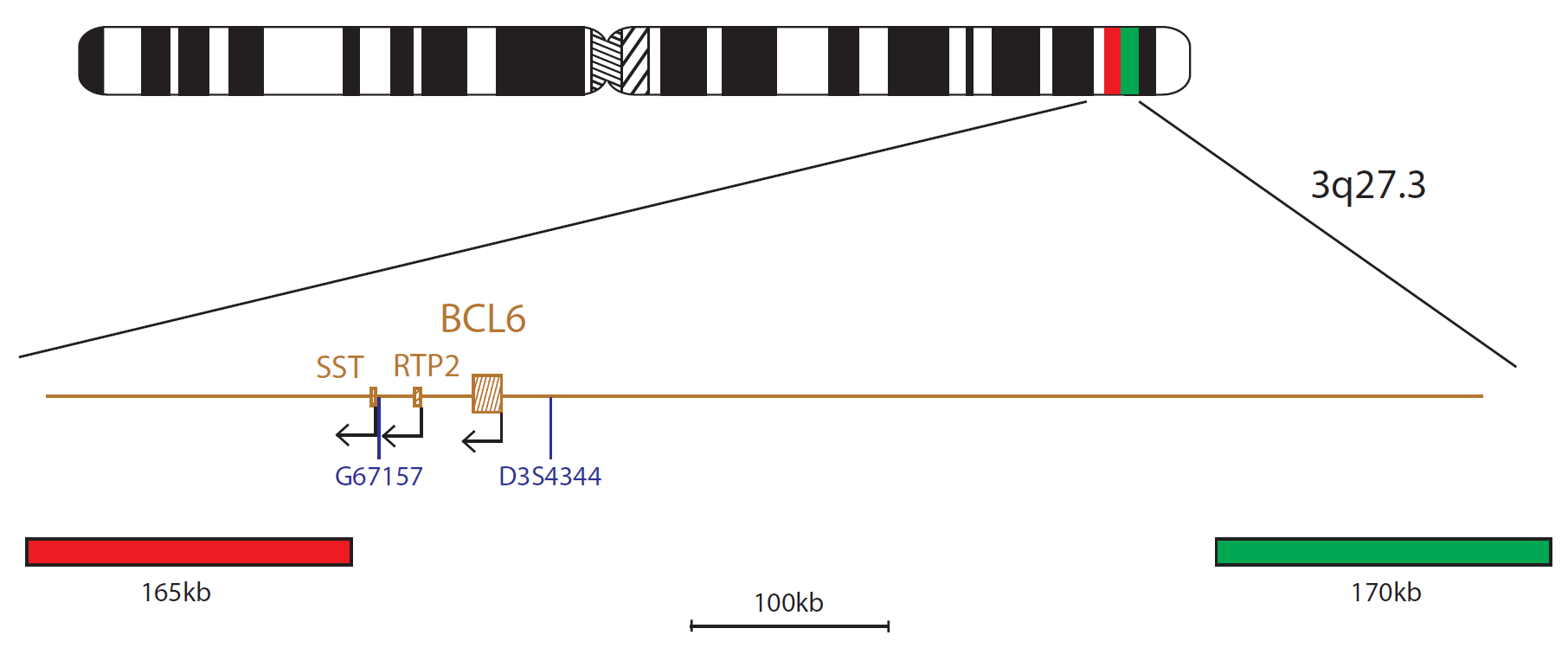 BCL6 Breakapart